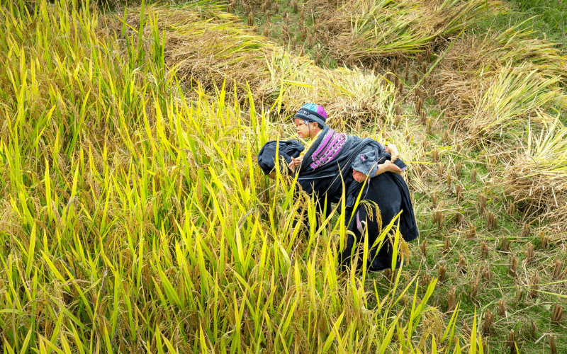 Ảnh nổi bật Happy Việt Nam